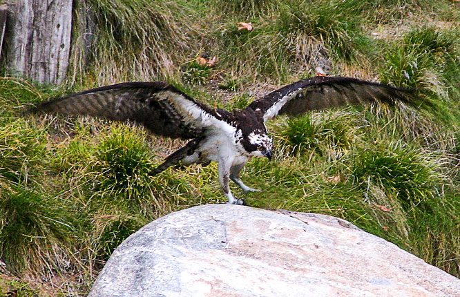 Eagle landing on a rock, wings outstretched
