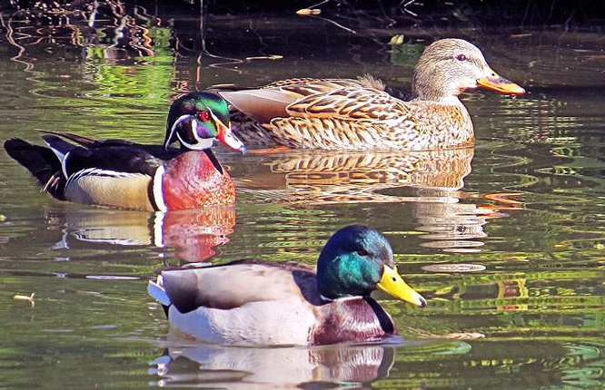 Three beautifully colored ducks swimming in a pond