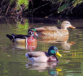 Three Ducks Swimming in the Pond