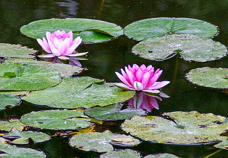 Lillypads and Flowers on the Pond
