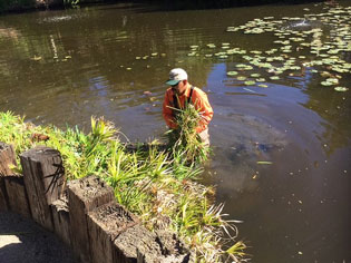 Pond worker in the water removing bundle of vegetation